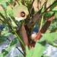 150 RED BURGUNDY OKRA Abelmoschus Esculentus Vegetable Seeds