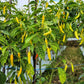 50 GOLDEN CAYENNE PEPPER Hot Yellow Capsicum Annuum Vegetable Seeds