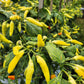 50 GOLDEN CAYENNE PEPPER Hot Yellow Capsicum Annuum Vegetable Seeds