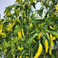 50 GOLDEN CAYENNE PEPPER Hot Yellow Capsicum Annuum Vegetable Seeds