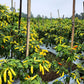 50 GOLDEN CAYENNE PEPPER Hot Yellow Capsicum Annuum Vegetable Seeds