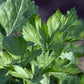 1000 HAMBURG ROOTED PARSLEY Petroselinum Crispum Tuberosum Root Vegetable Seeds
