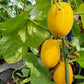 50 EARLY SILVER LINE MELON Cucumis Melo Yellow Striped Skin White Flesh Korean Fruit Seeds