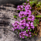 100 MOTHER OF THYME aka Lemon Broadleaved Large Thyme Thymus Pulegioides Herb Pink Flower Seeds