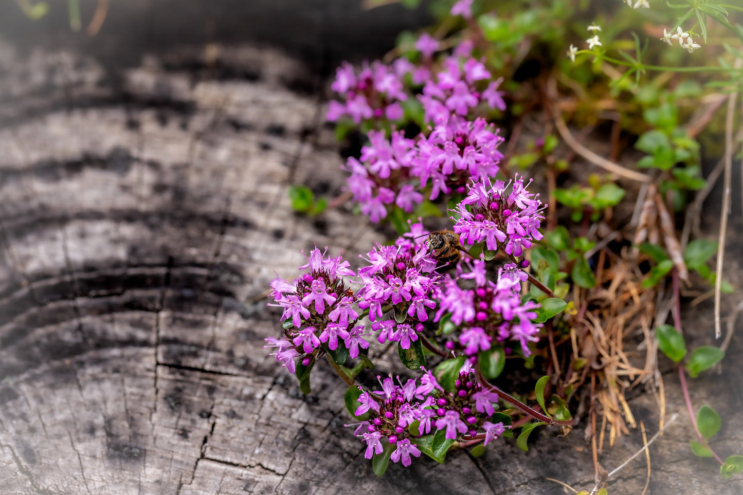 100 MOTHER OF THYME aka Lemon Broadleaved Large Thyme Thymus Pulegioides Herb Pink Flower Seeds