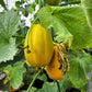 50 EARLY SILVER LINE MELON Cucumis Melo Yellow Striped Skin White Flesh Korean Fruit Seeds