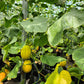 50 EARLY SILVER LINE MELON Cucumis Melo Yellow Striped Skin White Flesh Korean Fruit Seeds