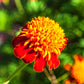 250 DWARF DOUBLE MARIGOLD ' Orange Flame ' Tagetes Patula French Red Flower Seeds