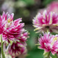 25 NORA BARLOW Pink COLUMBINE Aquilegia Caerulea Flower Seeds