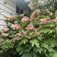 40 White OAK LEAF HYDRANGEA Quercifolia Shrub Flower Seeds