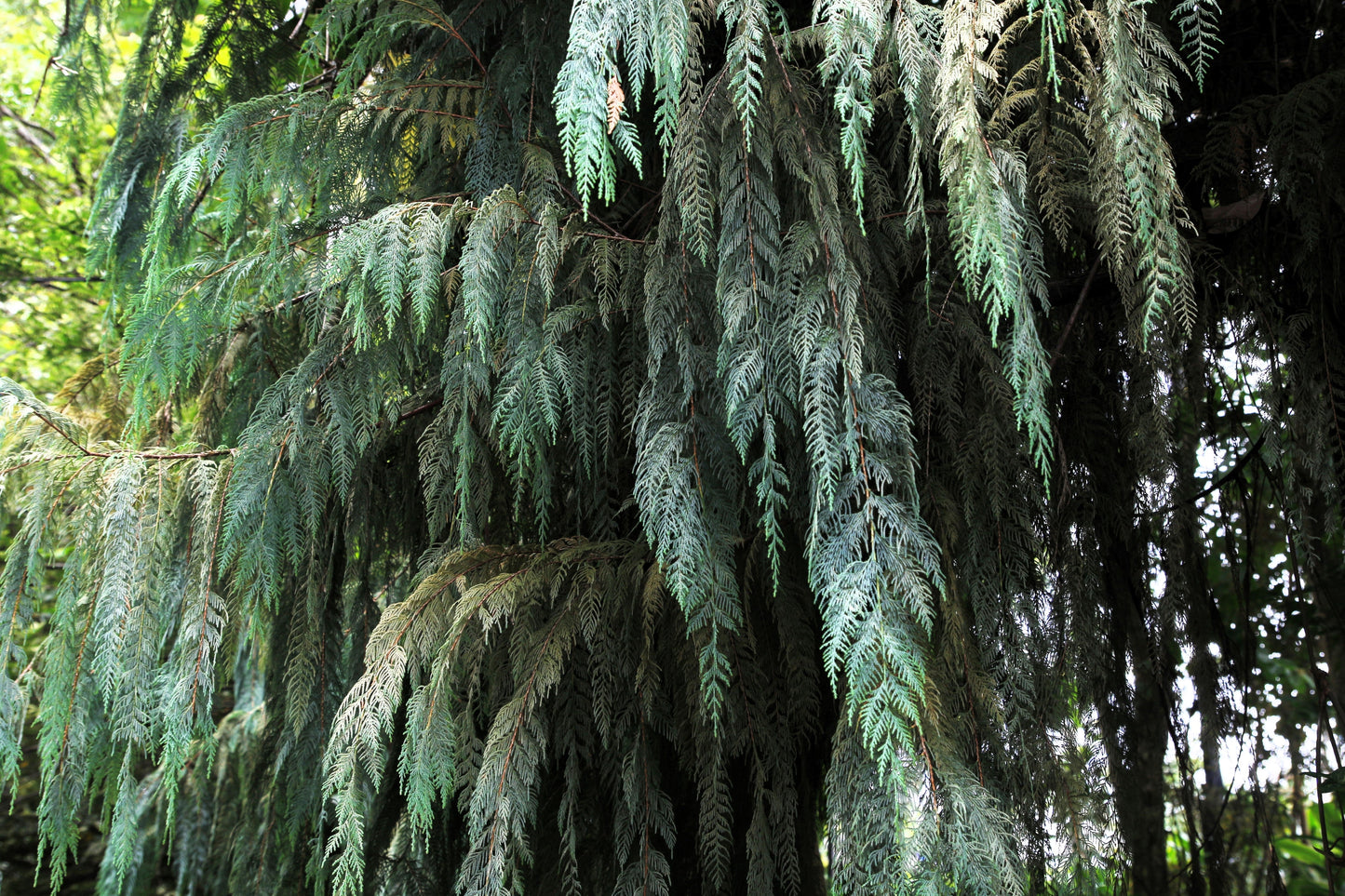 30 Kashmir WEEPING CYPRESS TREE Cupressus Cashmeriana Blue Evergreen Seeds