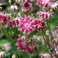 25 NORA BARLOW Pink COLUMBINE Aquilegia Caerulea Flower Seeds