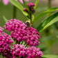 20 CINDERELLA MILKWEED Asclepias Incarnata Flower Seeds