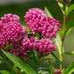 20 CINDERELLA MILKWEED Asclepias Incarnata Flower Seeds