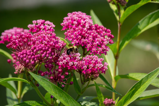 20 CINDERELLA MILKWEED Asclepias Incarnata Flower Seeds