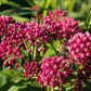 20 CINDERELLA MILKWEED Asclepias Incarnata Flower Seeds