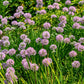 100 PRAIRIE ALLIUM Stellatum Prairie Onion Pink Flower Seeds