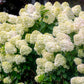 50 semillas de hortensia PEE GEE Paniculata Peegee, arbusto de flores blancas y rosadas en panícula