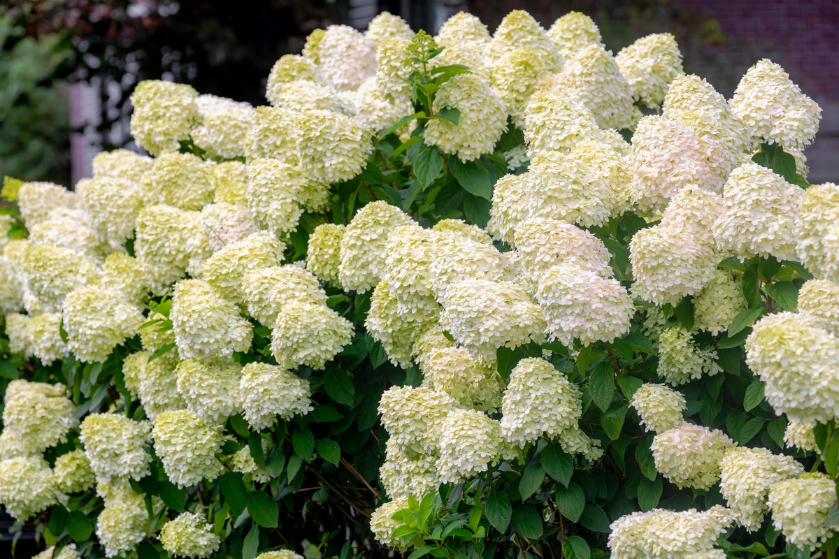 50 semillas de hortensia PEE GEE Paniculata Peegee, arbusto de flores blancas y rosadas en panícula