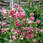 25 NORA BARLOW Pink COLUMBINE Aquilegia Caerulea Flower Seeds