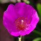 50 RED ROCK PURSLANE ' Ruby Tuesday ' Calandrinia Umbellata Magenta Flower Herb Seeds