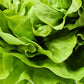 2000 BIBB LETTUCE Butterhead Lactuca Sativa Vegetable Seeds