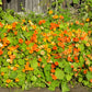 50 Mixed Colors DWARF JEWEL NASTURTIUM Tropaeolum Minus Flower Seeds