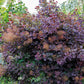 30 PURPLE SMOKE TREE Shrub Smokebush Cotinus Coggygria Rhus Cotinus Sumach Seeds