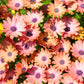 20 MIXED COLORS OSTEOSPERMUM Ecklonis African Cape Daisy Flower Seeds