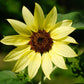 50 LEMON QUEEN SUNFLOWER Perennial Helianthus Yellow Flower Seeds