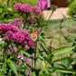 20 CINDERELLA MILKWEED Asclepias Incarnata Flower Seeds