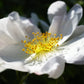 10 WHITE JAPANESE ROSE Rosa Rugosa Alba Bush Rugosa Rose Flower Seeds
