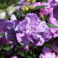 50 Mixed Colors ROSE Of SHARON HIBISCUS Syriacus Flower Tree Bush Seeds Mix