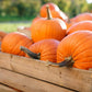 50 JACK O LANTERN PUMPKIN Cucurbita Maxima Vegetable Seeds