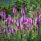 500 Purple BLAZING STAR Gayfeather LIATRIS Spicata Flower Seeds