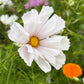 200 COSMOS SEASHELLS Cosmos Bipinnatus Sea Shells Flower Seeds