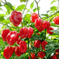 50 Hot RED HABANERO PEPPER Capsicum Chinense Vegetable Seeds