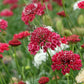 50 FINEST MIXED Colors SCABIOSA (Mourning Bride / Pin Cushion) Scabiosa Atropurpurea Flower Seeds