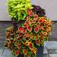 100 Mixed Colors COLEUS RAINBOW MIX Shade Houseplant Solenostemon Flower Seeds