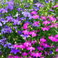 200 MIXED COLORS LOBELIA Regatta Lobelia Erinus Flower Seeds
