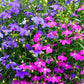 200 MAGENTA PINK LOBELIA Regatta Lobelia Erinus Flower Seeds