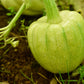 15 HEART Of GOLD Acorn SQUASH Winter Cucurbita Pepo Vegetable Seeds
