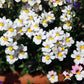 50 WHITE KNIGHT NEMESIA Strumosa Flower Seeds