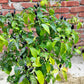 20 FILIUS BLUE PEPPER Capiscum Annuum Christmas Pepper Vegetable Seeds