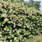 25 SCARLET FIRETHORN Pyracantha Coccinea Bush Shrub Flower Seeds