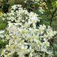 20 WHITE CLEMATIS Virginiana / Virgins Bower Flower Vine Seeds