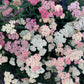 500 MIXED SUMMER YARROW Achillea Millefolium Red Pink White Gold Peach Herb Flower Seeds