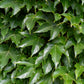 10 BOSTON IVY ( Bostonian Ivy / Wall Ivy ) Parthenocissus Tricuspidata Veitchii Vine Flower Seeds