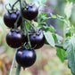 50 PURPLE CHERRY TOMATO Lycopersicon Indeterminate Fruit Vegetable Seeds