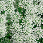 200 BISHOPS FLOWER Ammi Majus False Queen Annes Lace Seeds